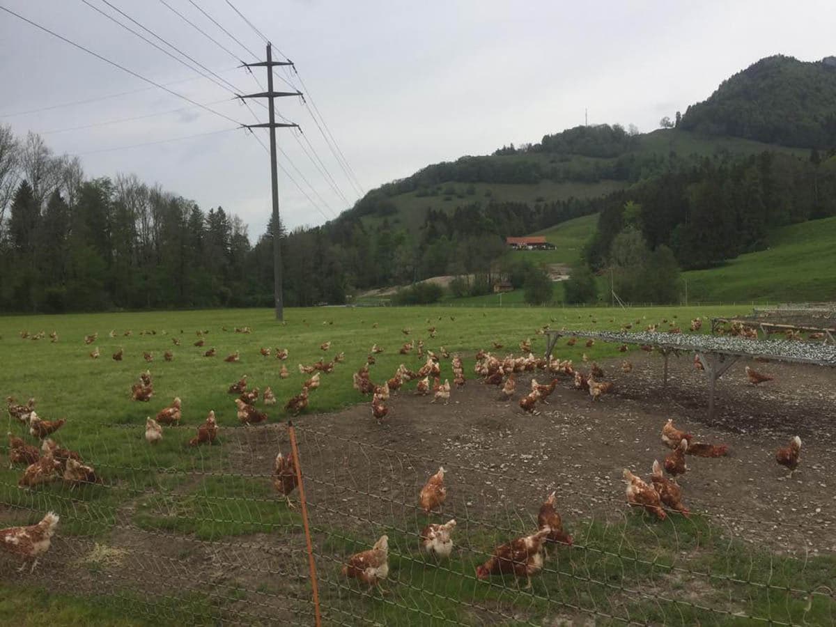 Les poules en plein air devant le poulailler